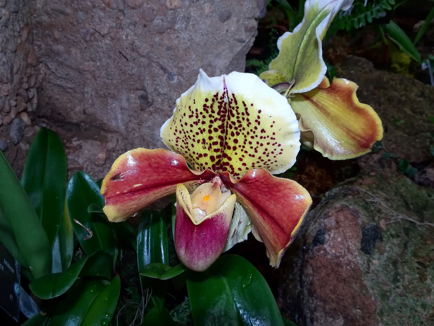 Paphiopedilum