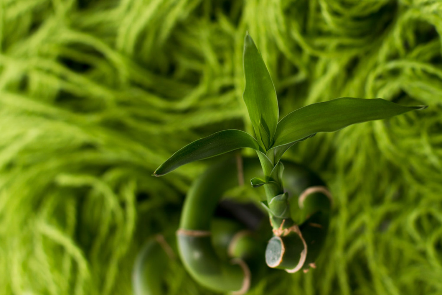 dracaena sanderiana