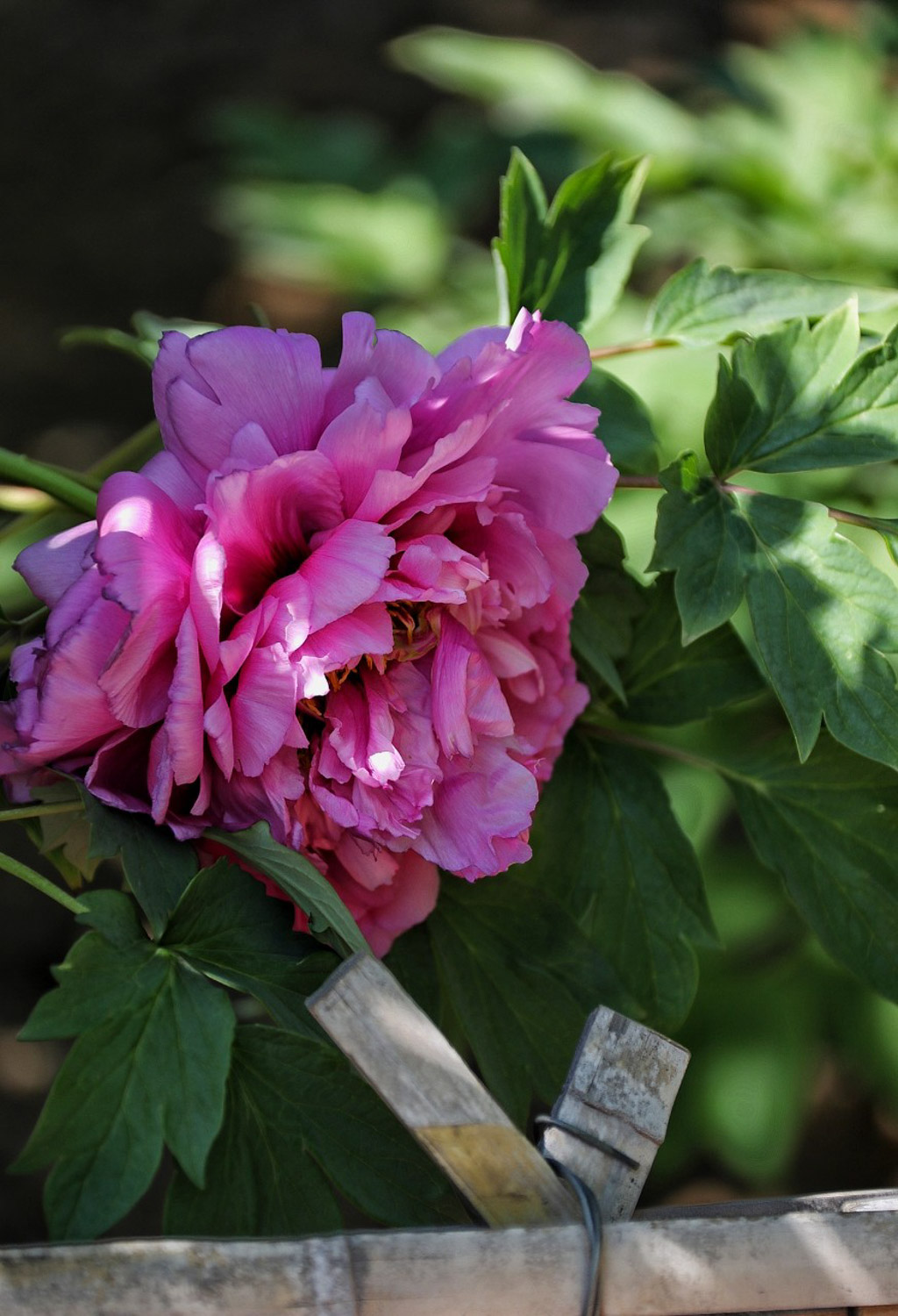 peony