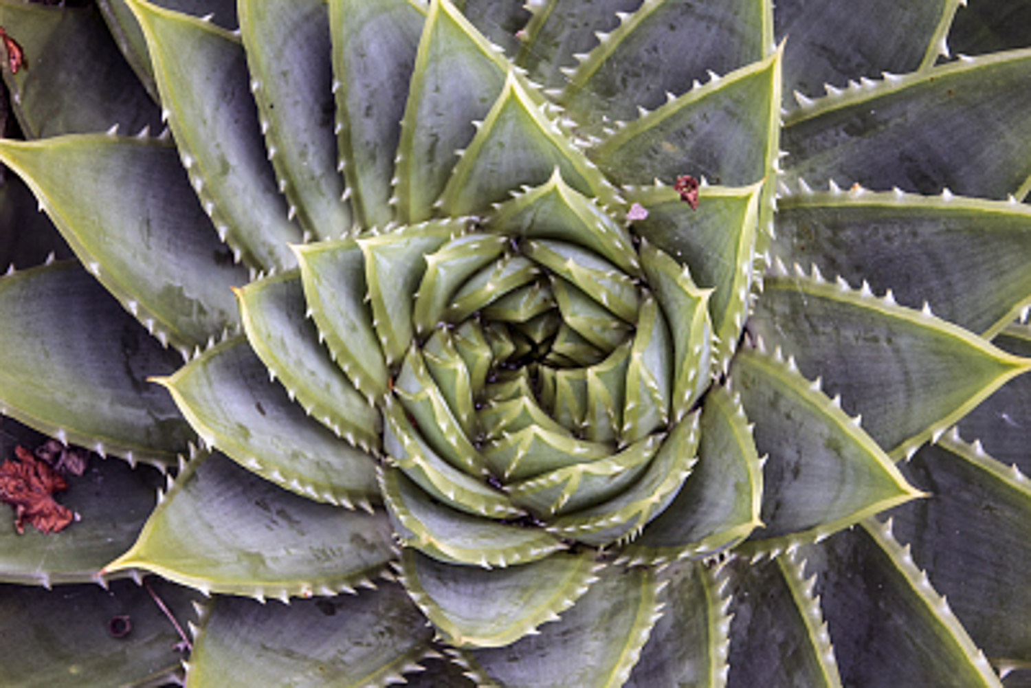 Aloe polyphylla 