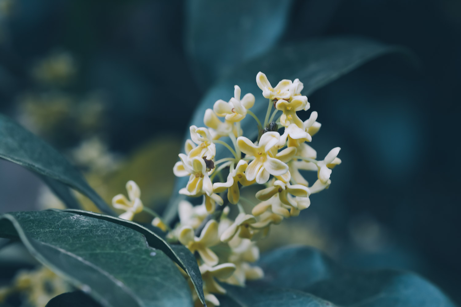 sweet-scented osmanthus