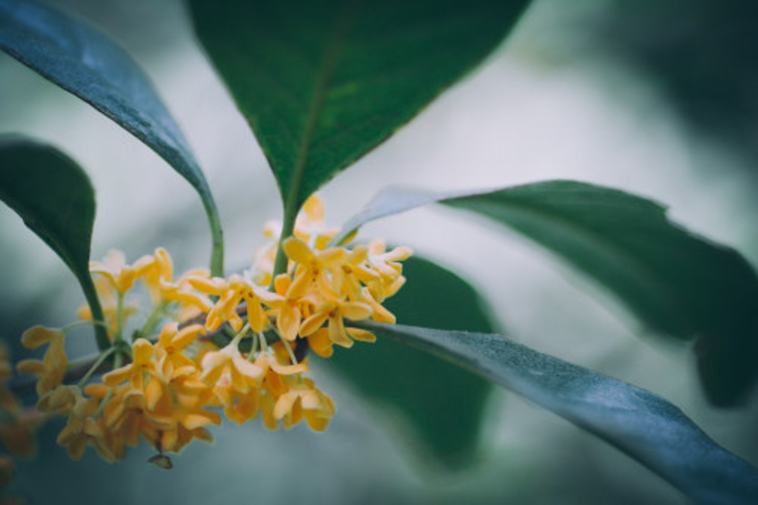 sweet-scented osmanthus