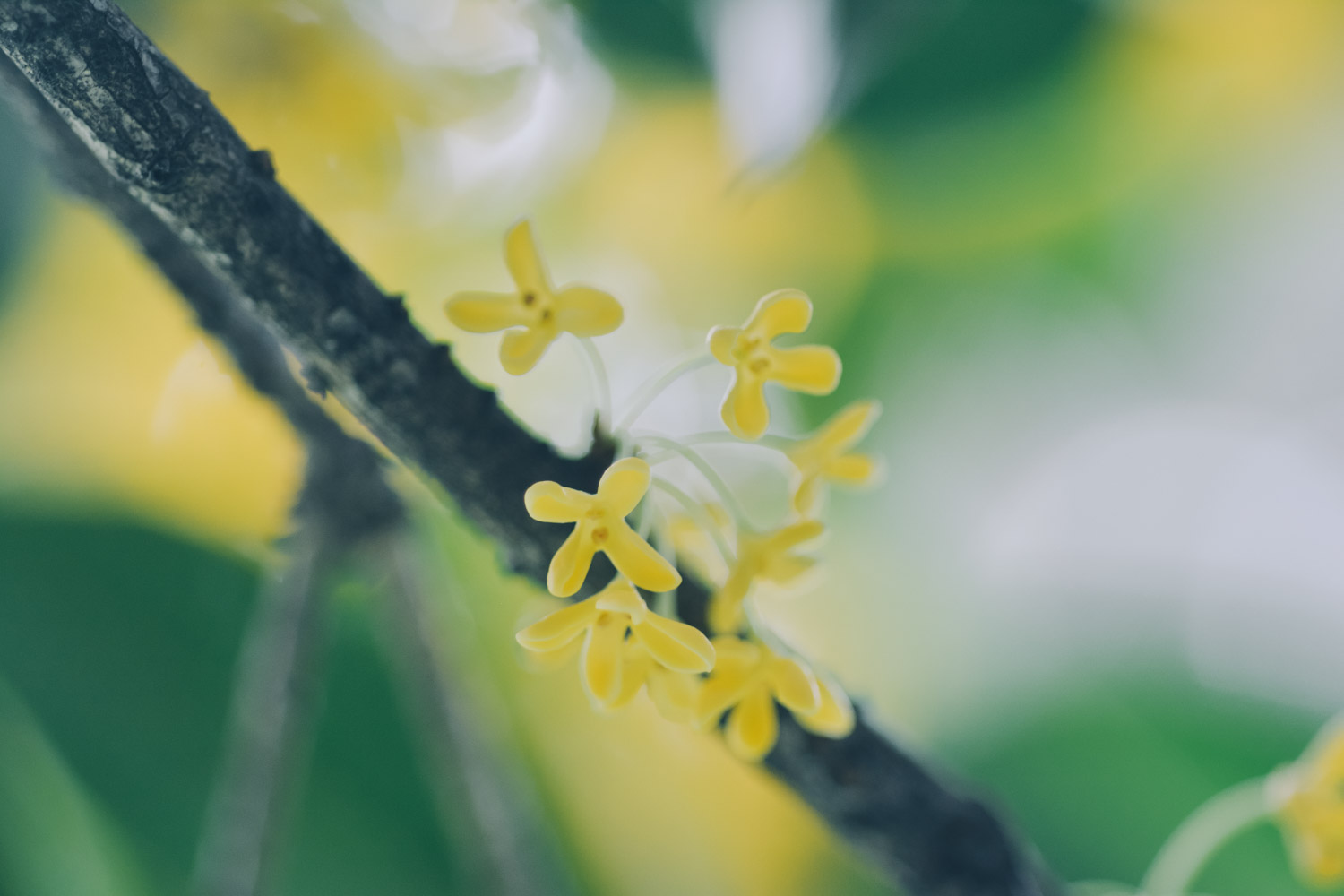 sweet-scented osmanthus