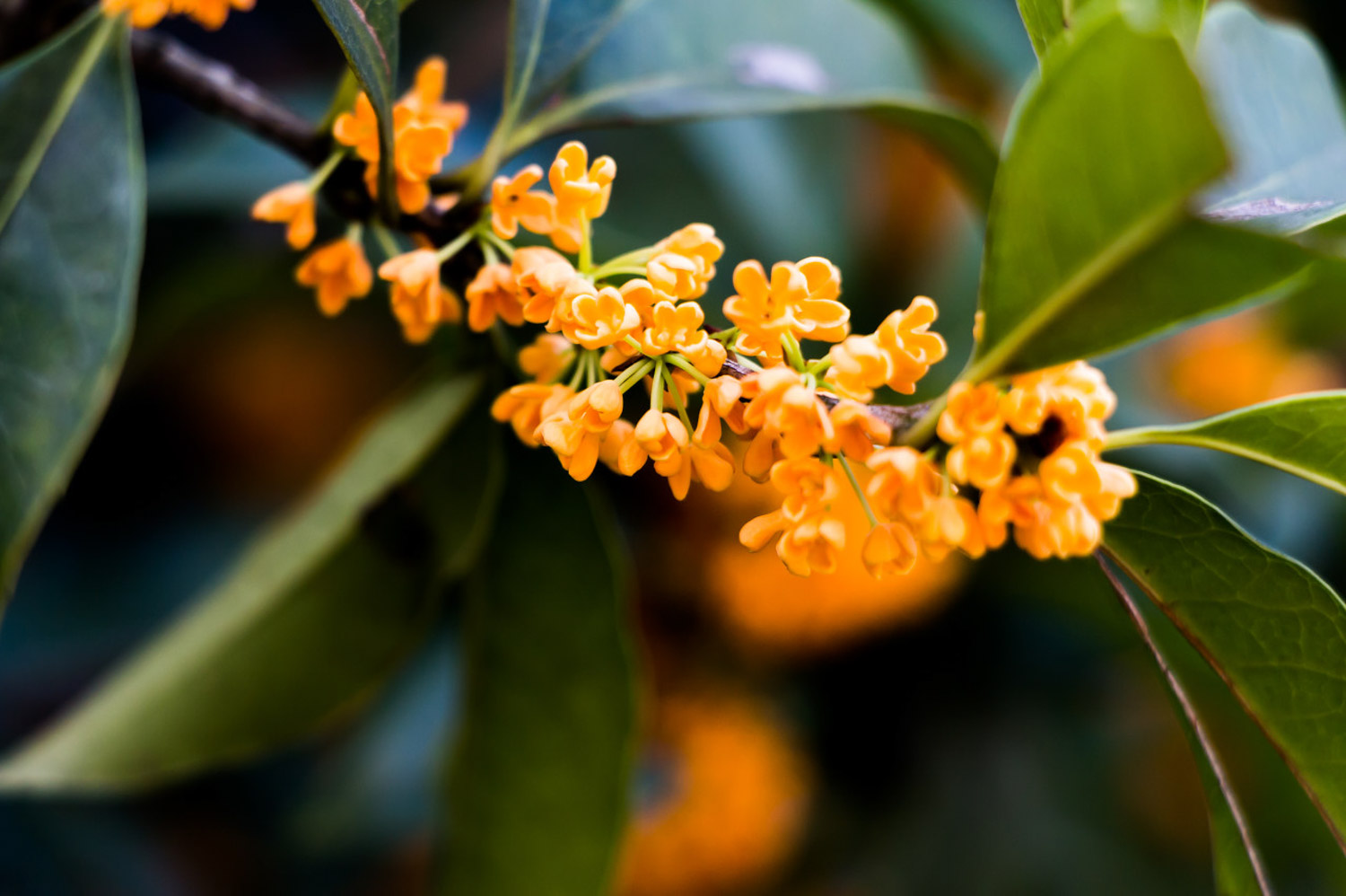 sweet-scented osmanthus