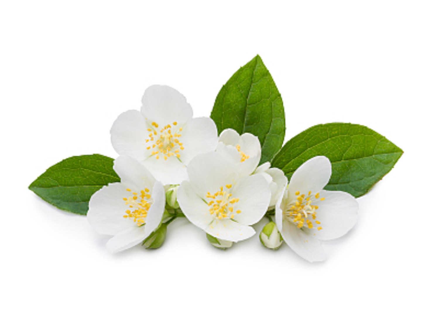 Mountain plum blossom