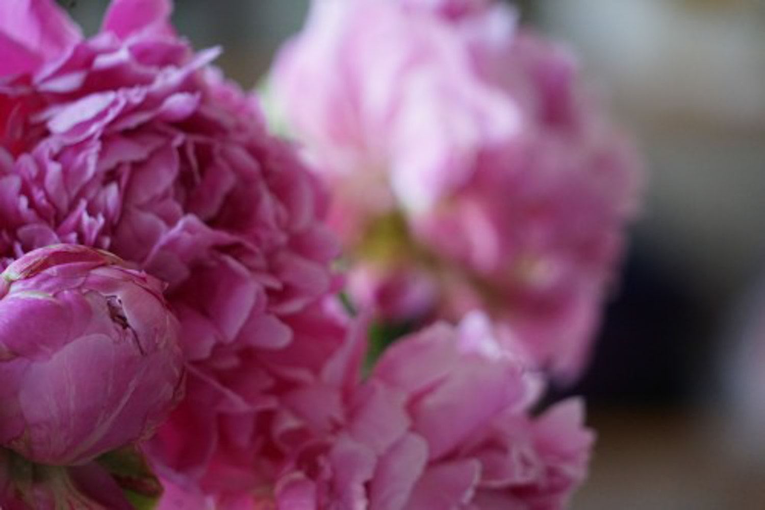 Chinese herbaceous peony