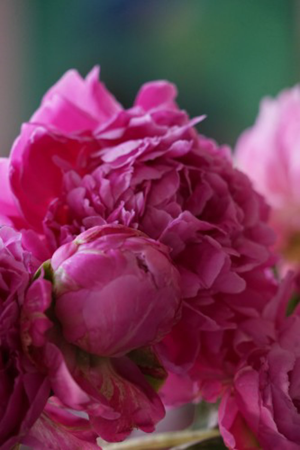 Chinese herbaceous peony