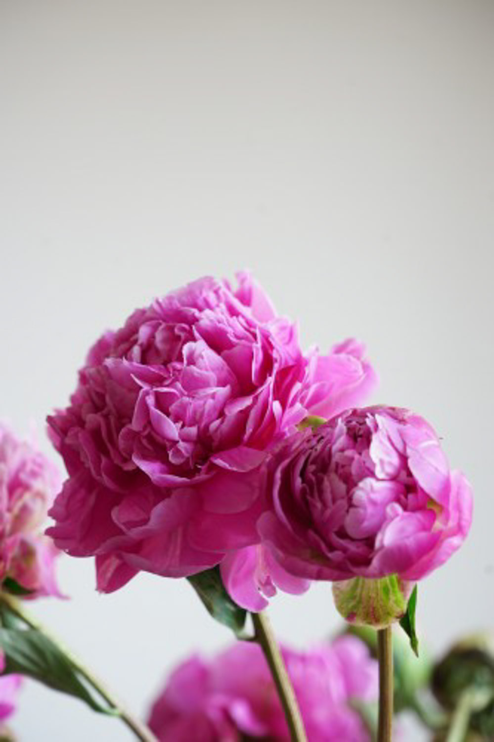 Chinese herbaceous peony