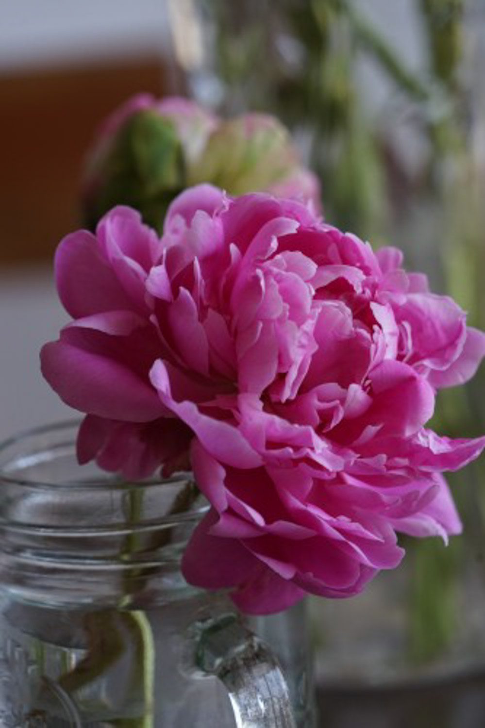 Chinese herbaceous peony