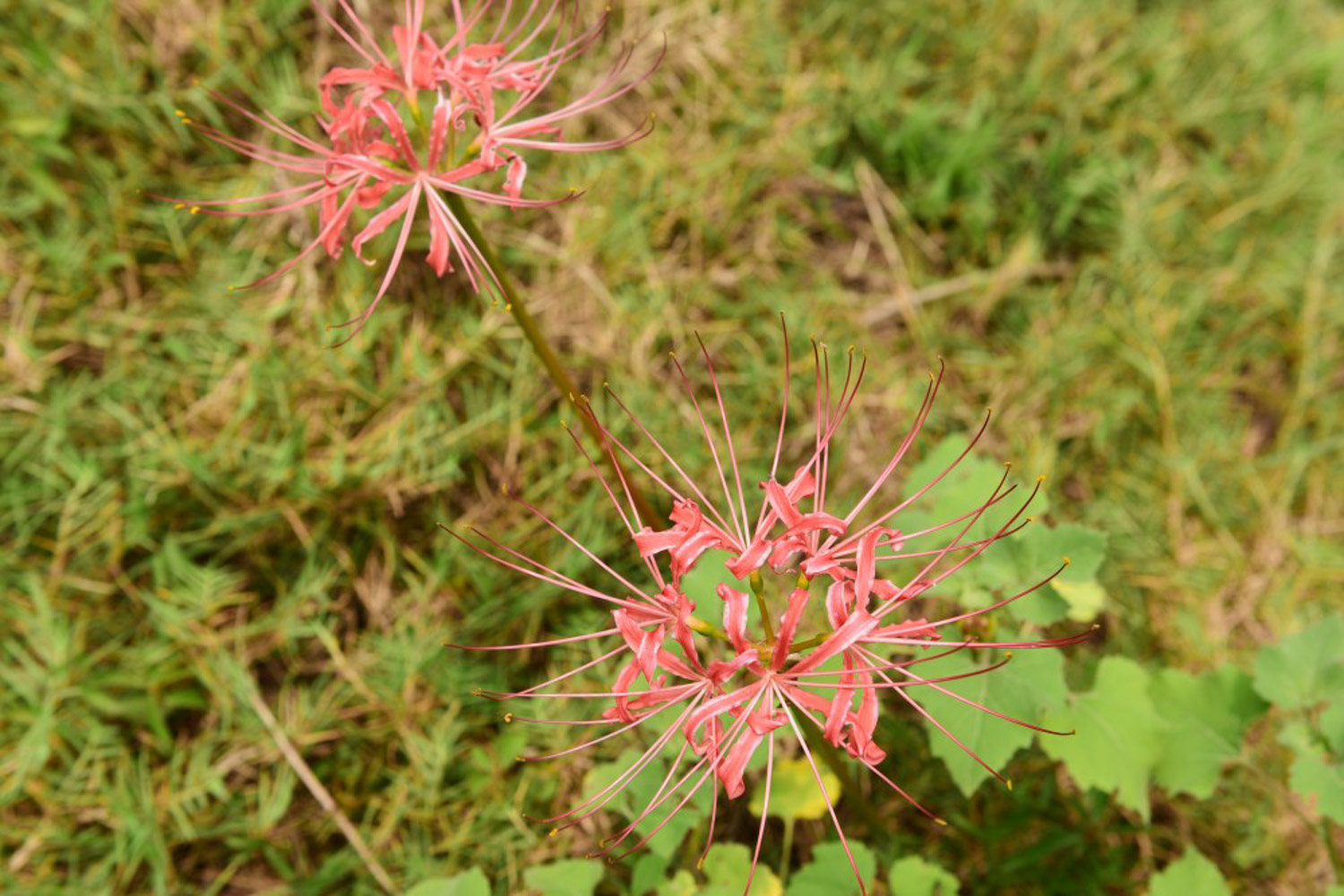 Lycoris radiata