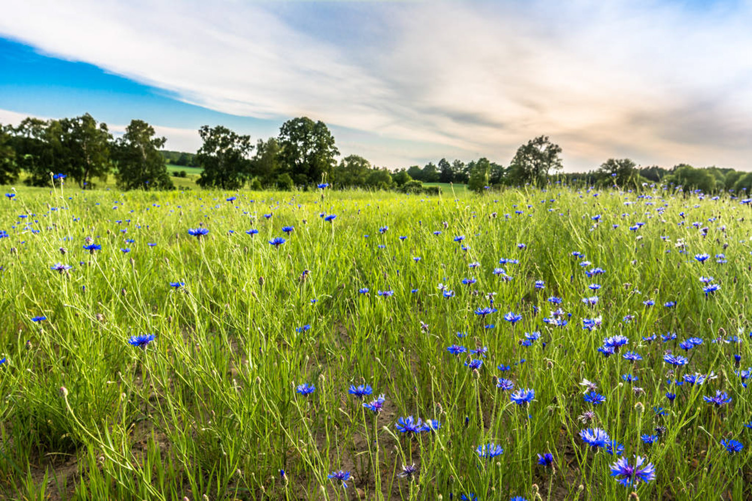 Cornflower