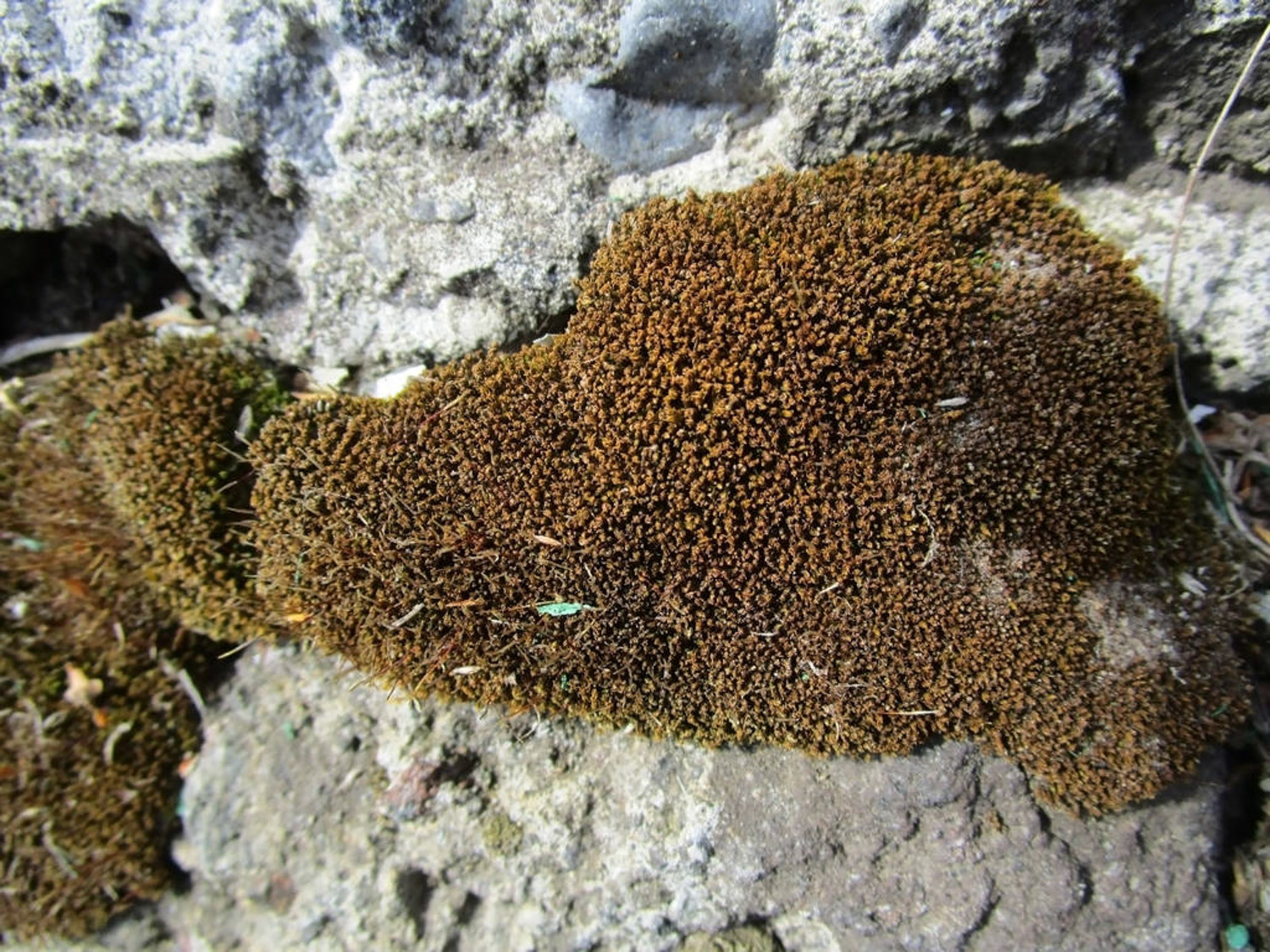 moss