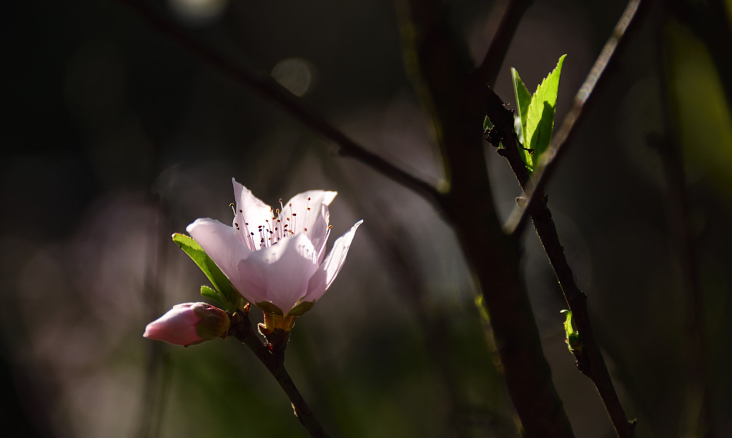 Peach blossom