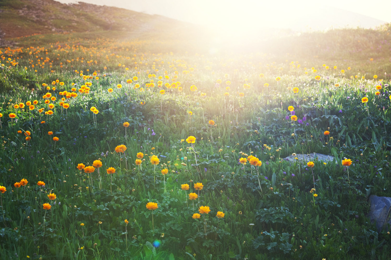 globeflower