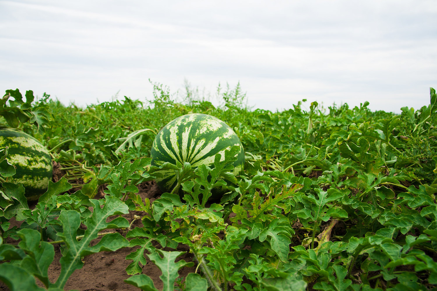 watermelon