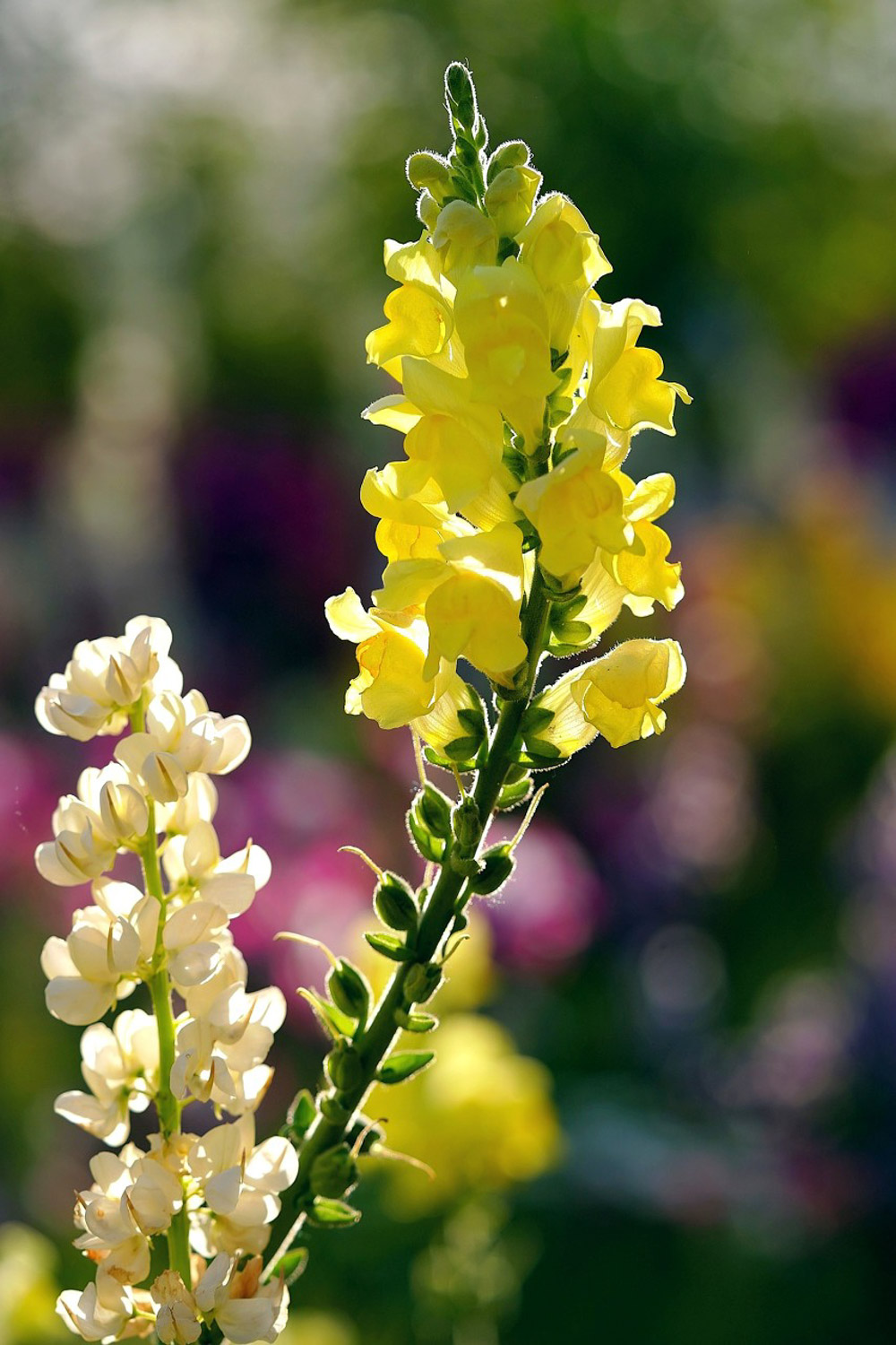 Snapdragon