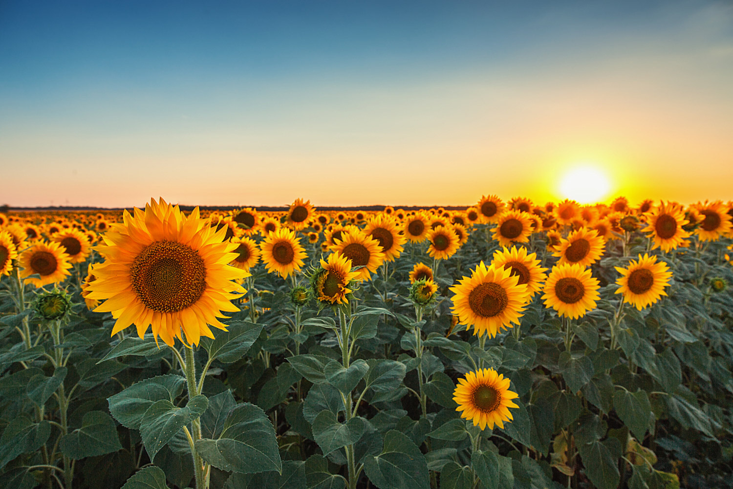 Sunflower