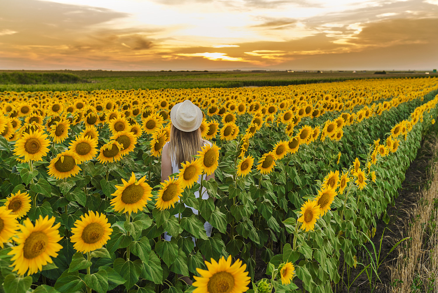 Sunflower