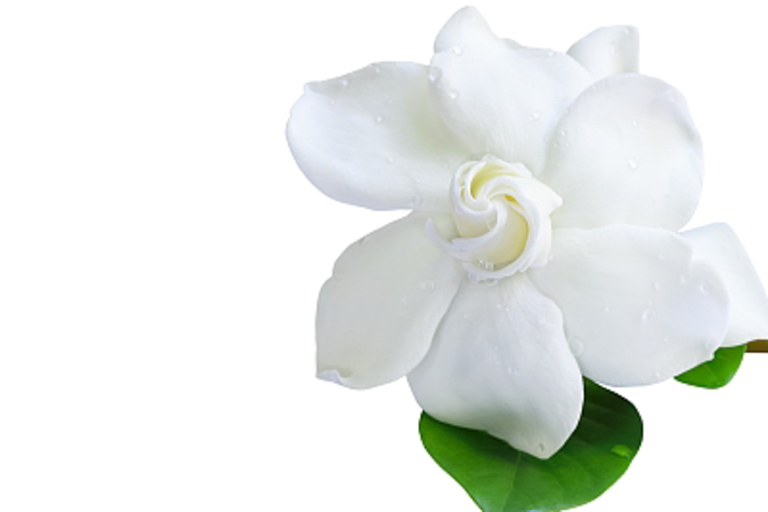 Gardenia