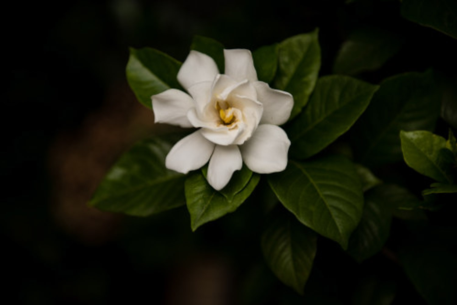 Gardenia