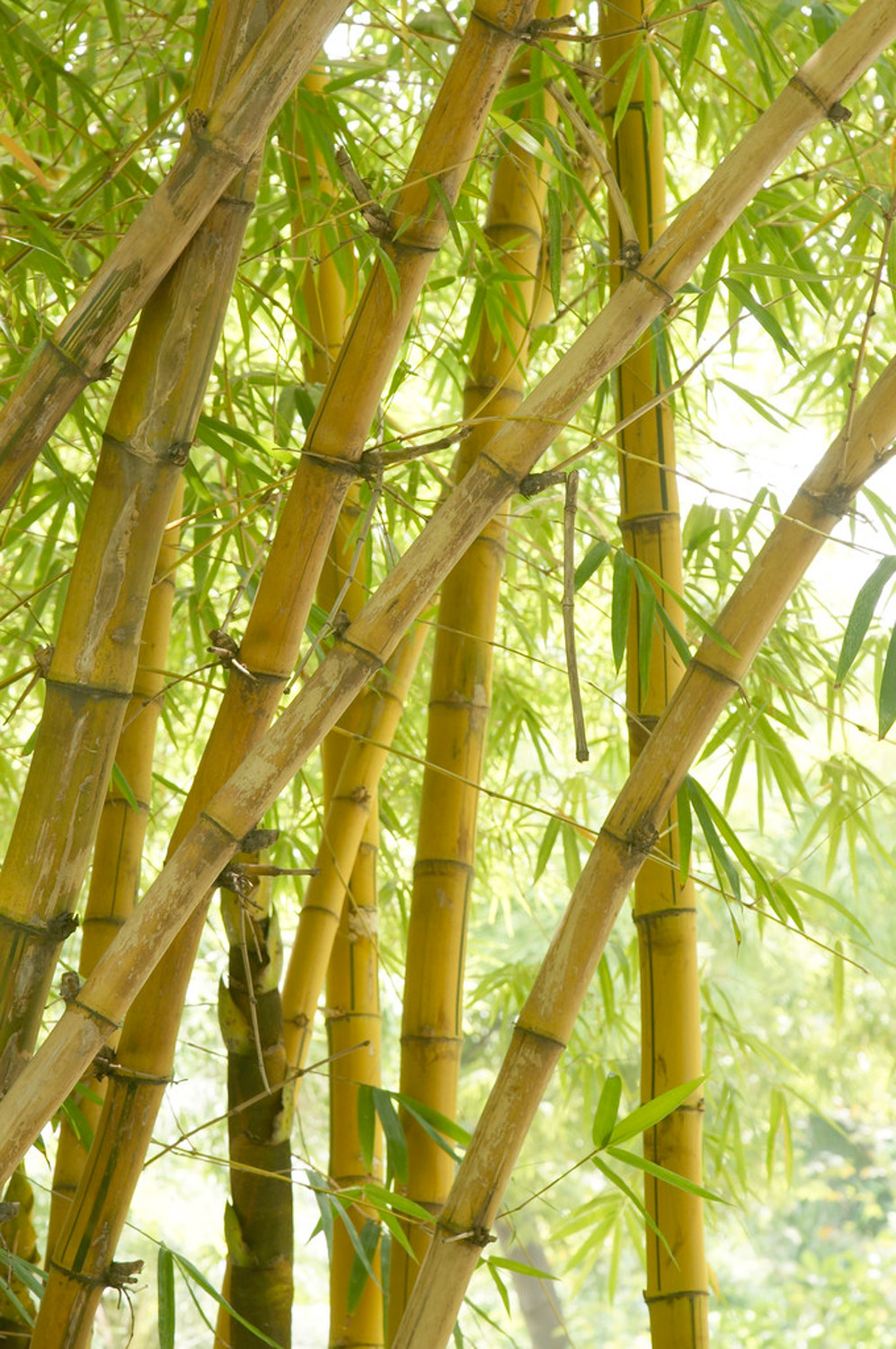 Bamboo