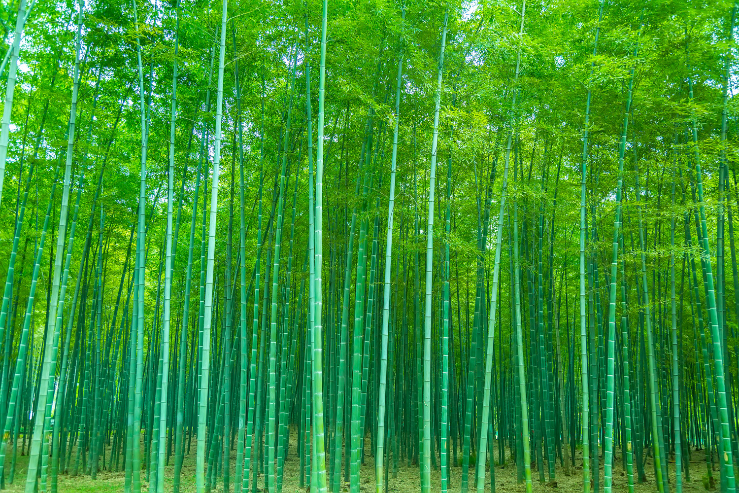 Bamboo