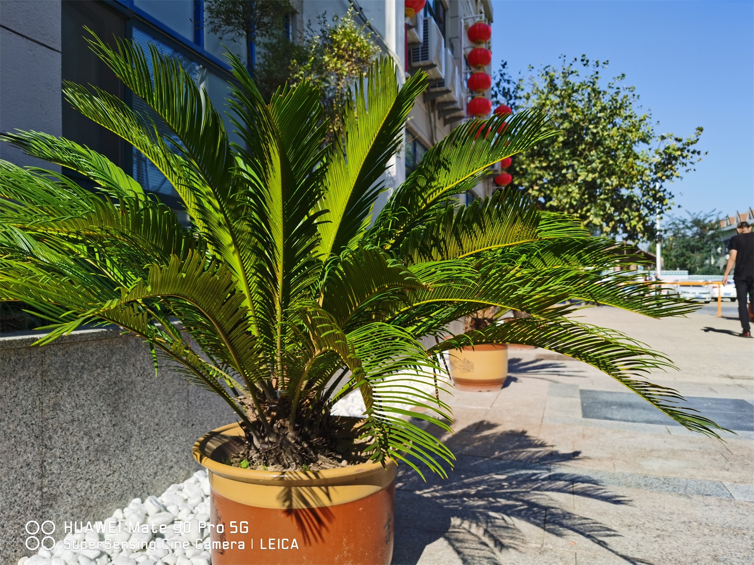 Sago cycas