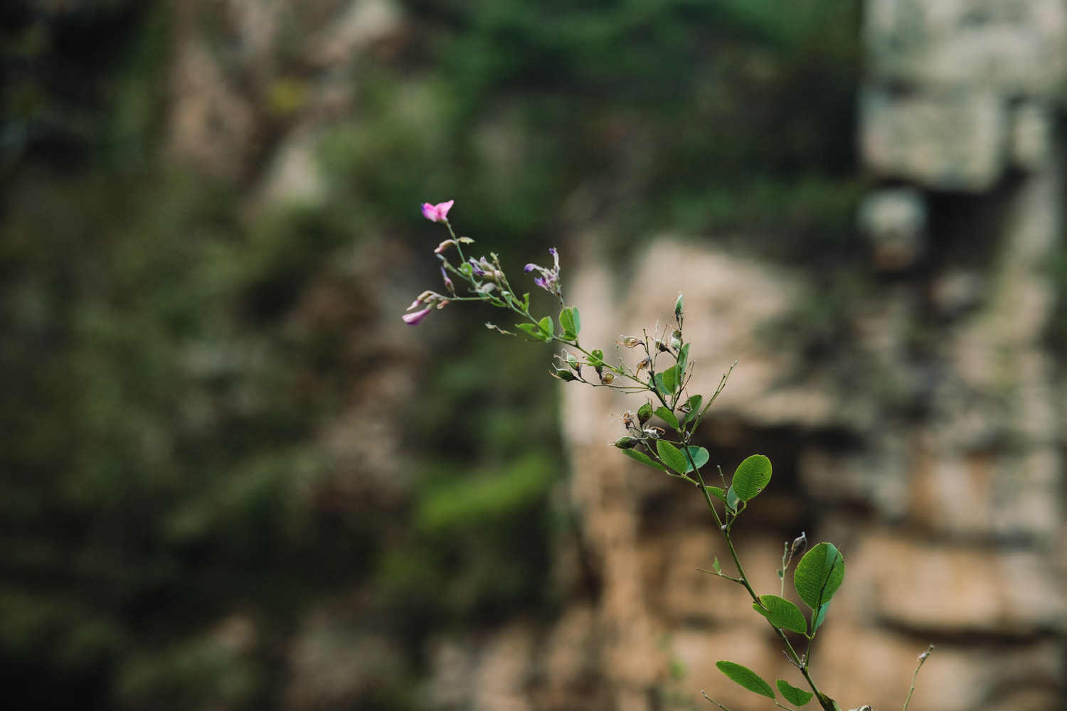 bush clovers