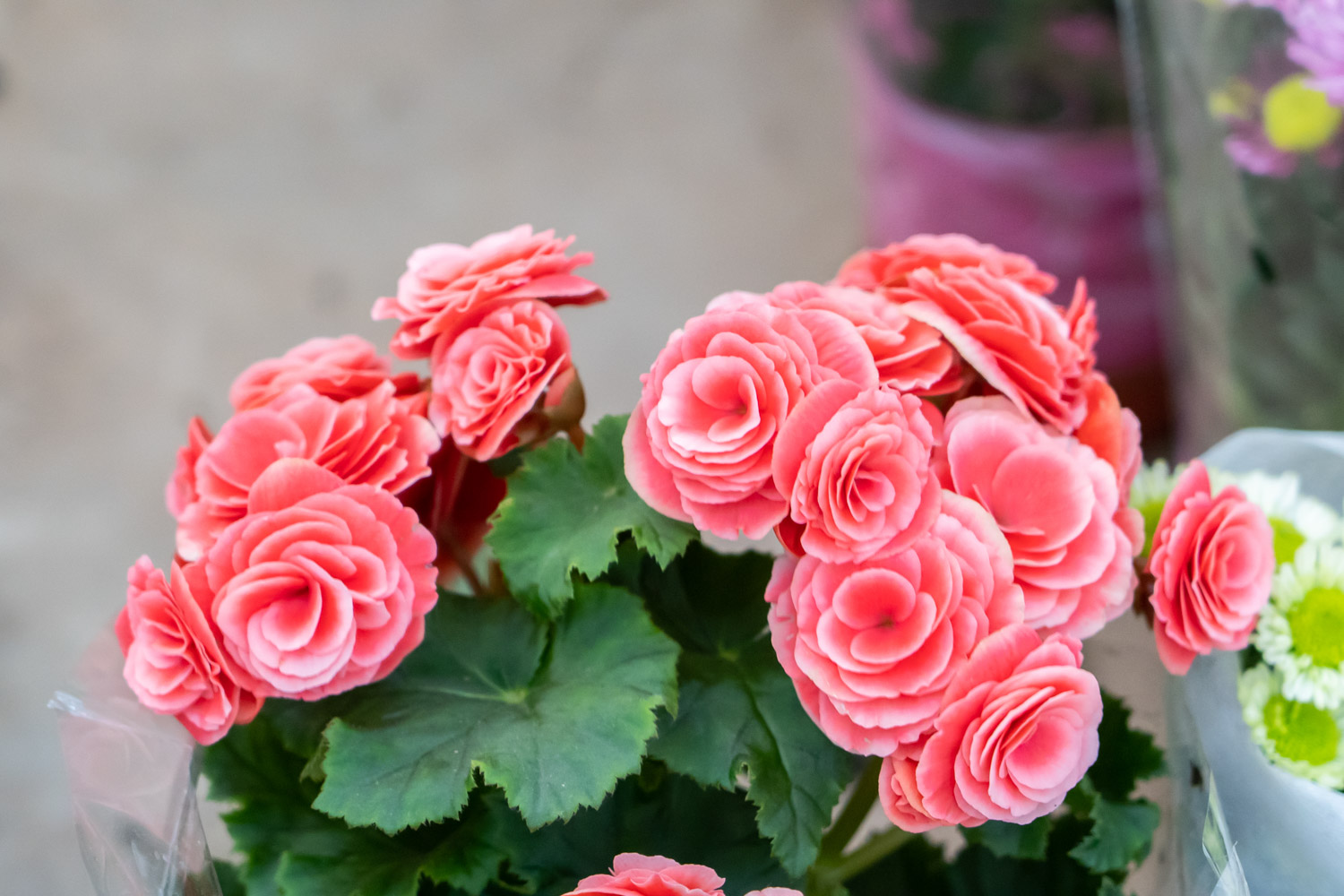 Rieger Begonia