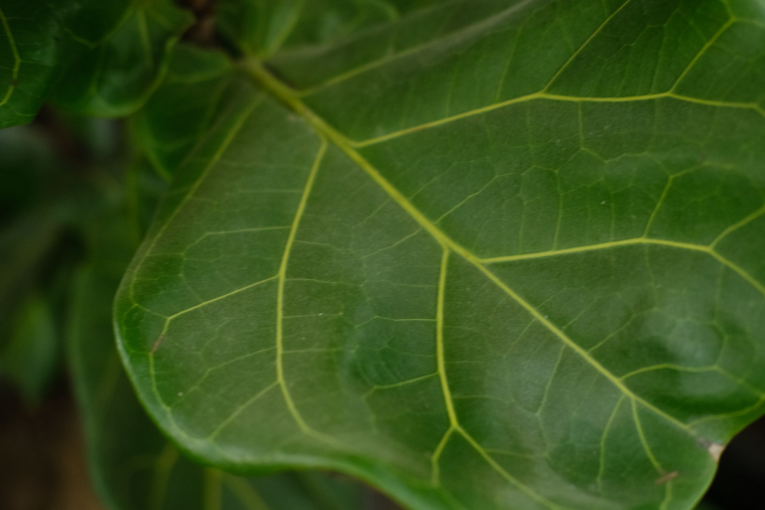 Banyan leaf