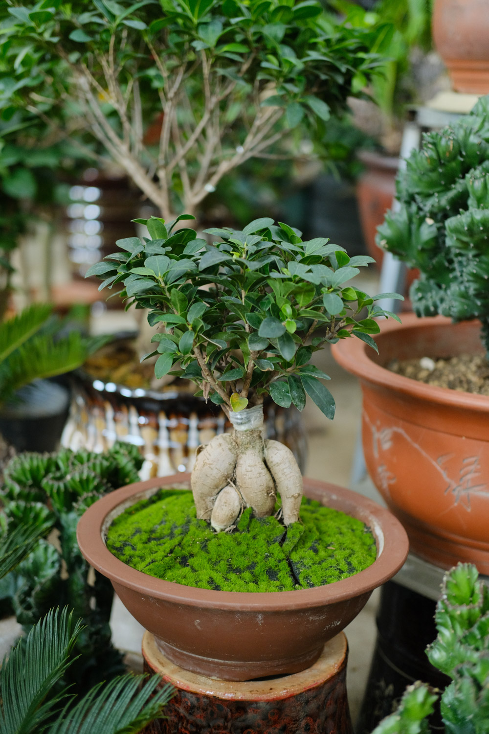 Ficus microcarpa