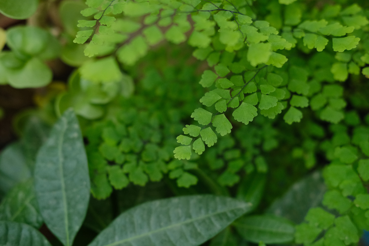 Adiantum