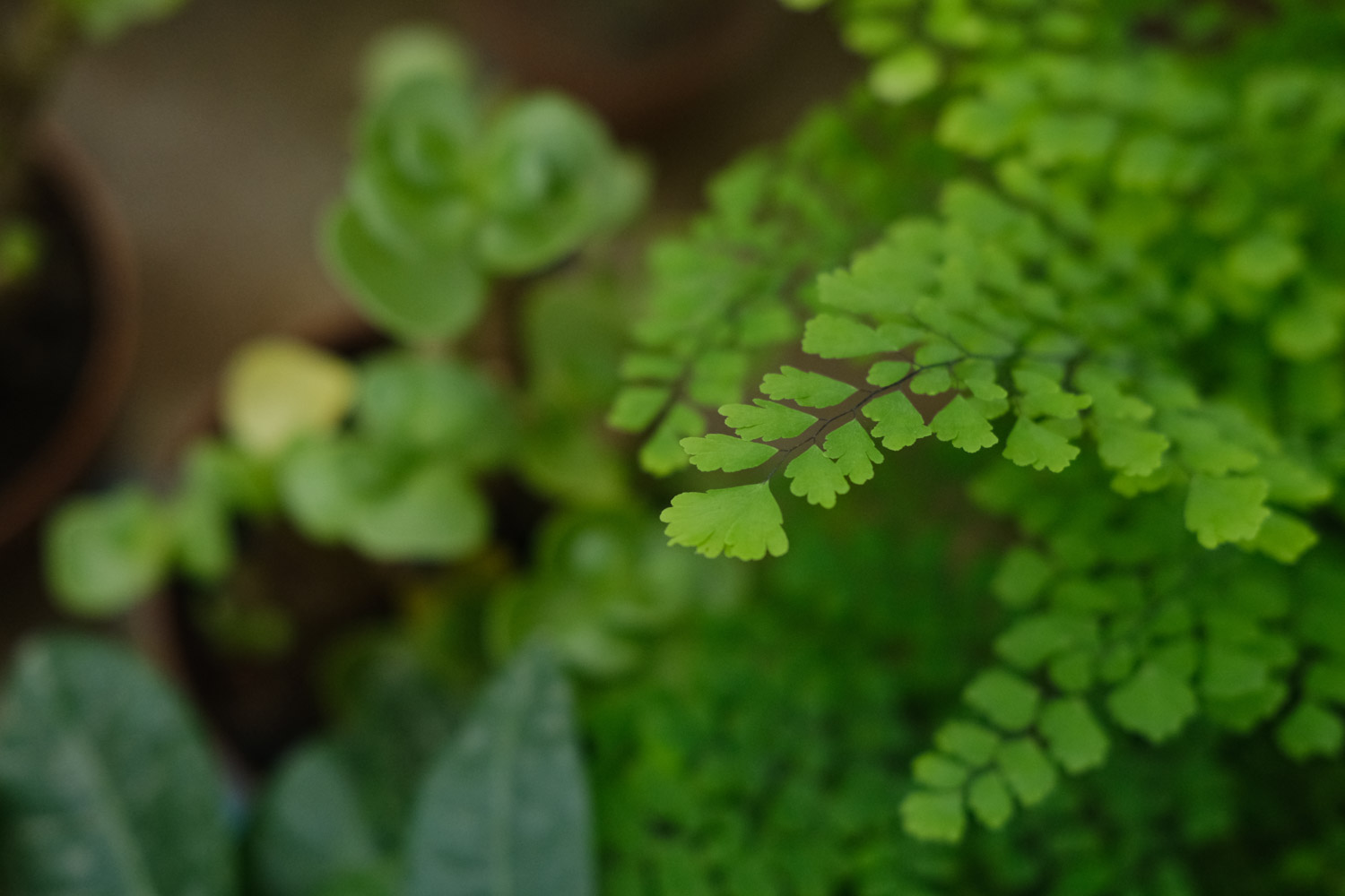 Adiantum