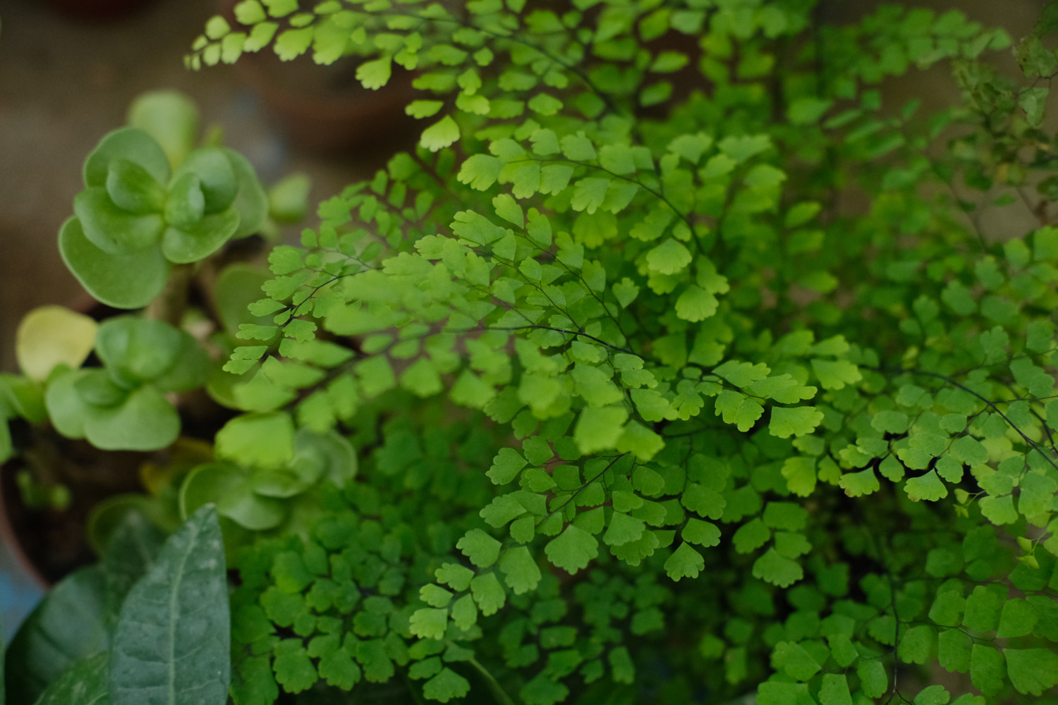 Adiantum