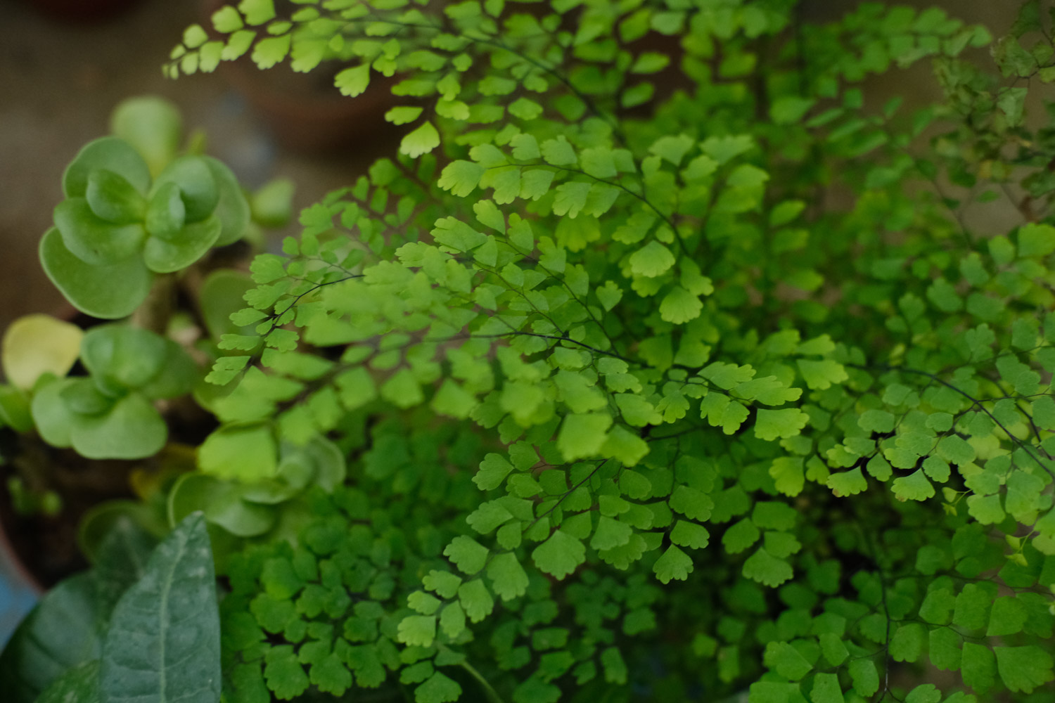 Adiantum