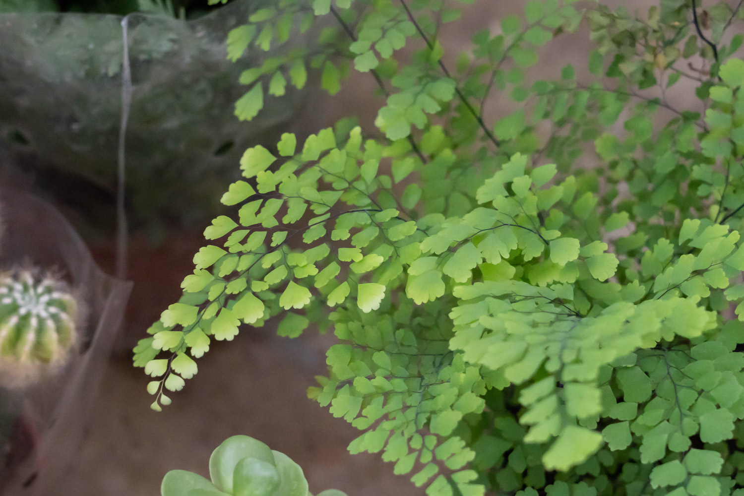 Adiantum