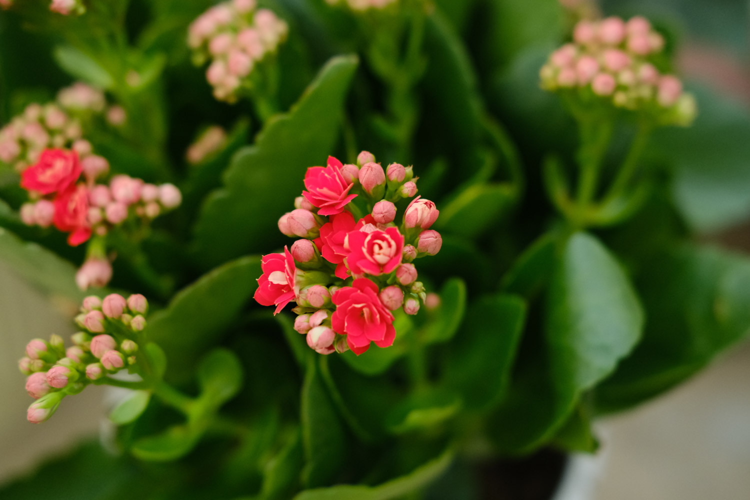 Longevity flower