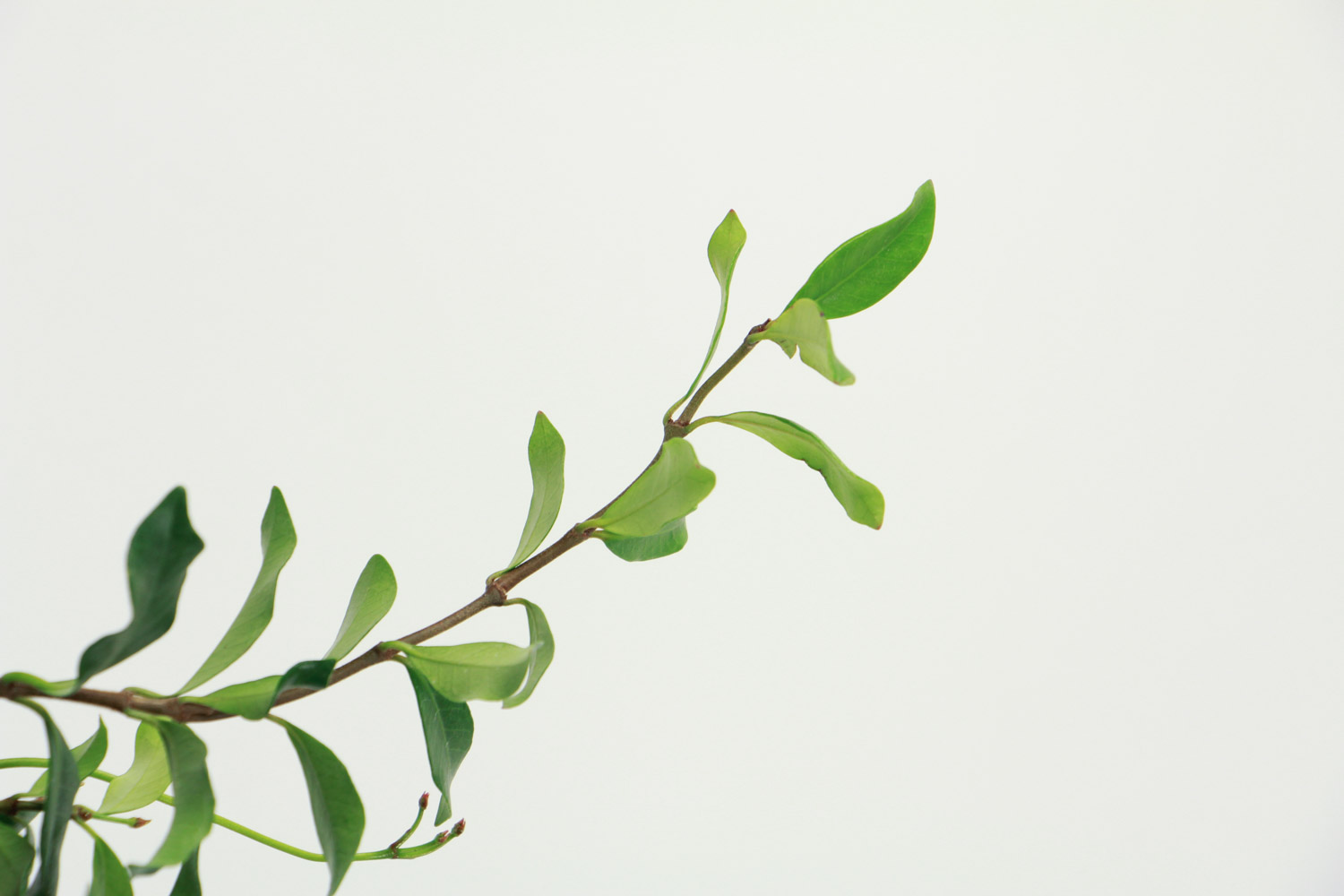 Windmill Jasmine