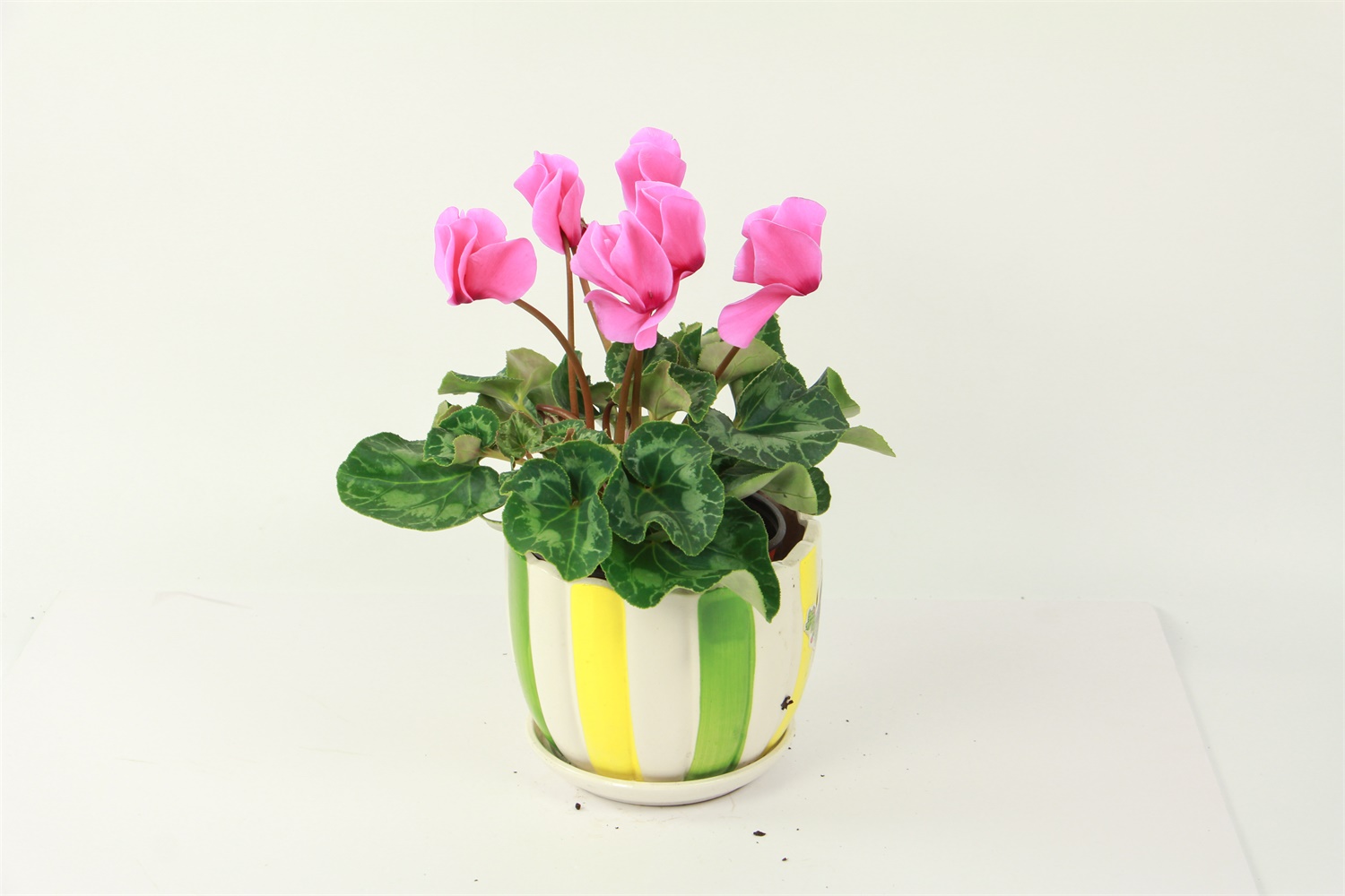 Cyclamen