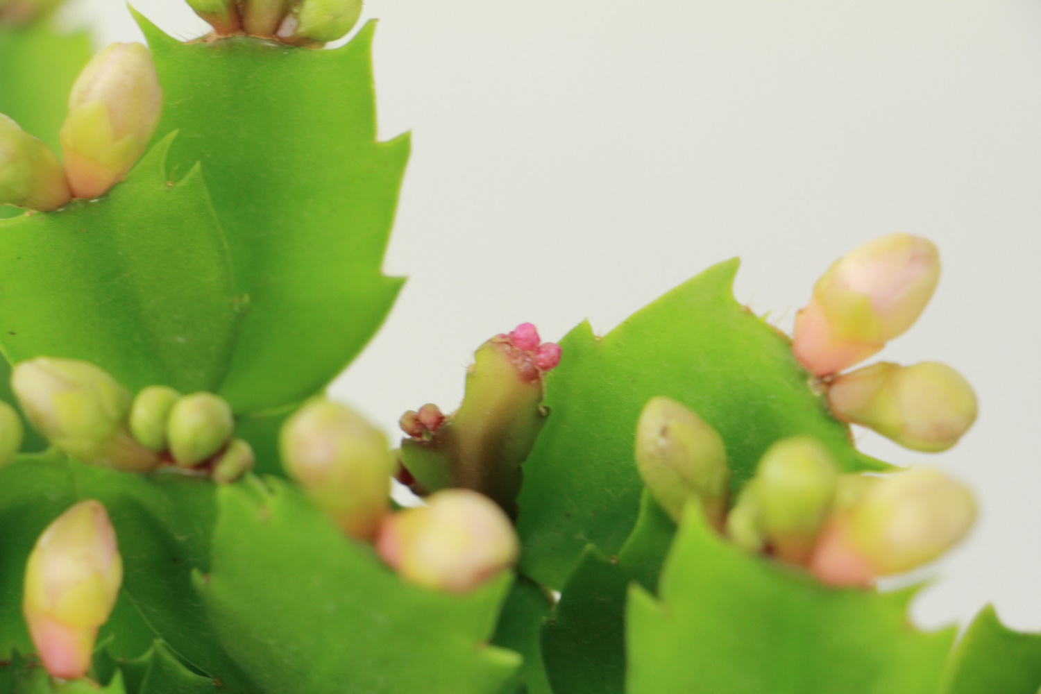 crab cactus