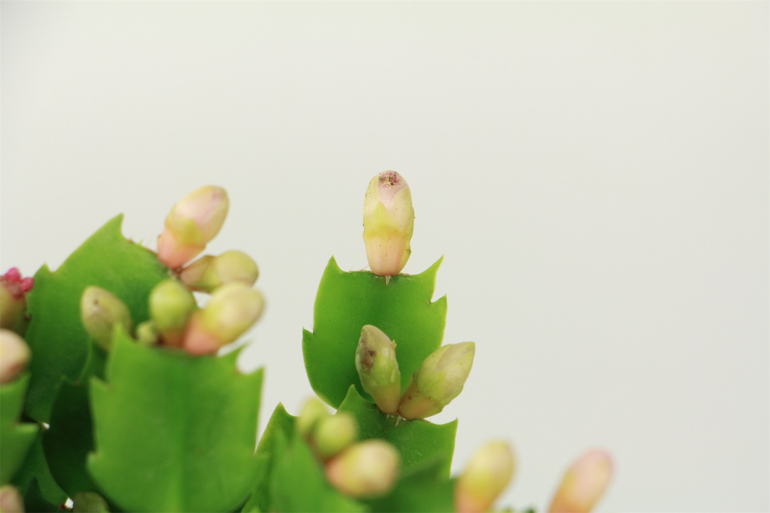 crab cactus