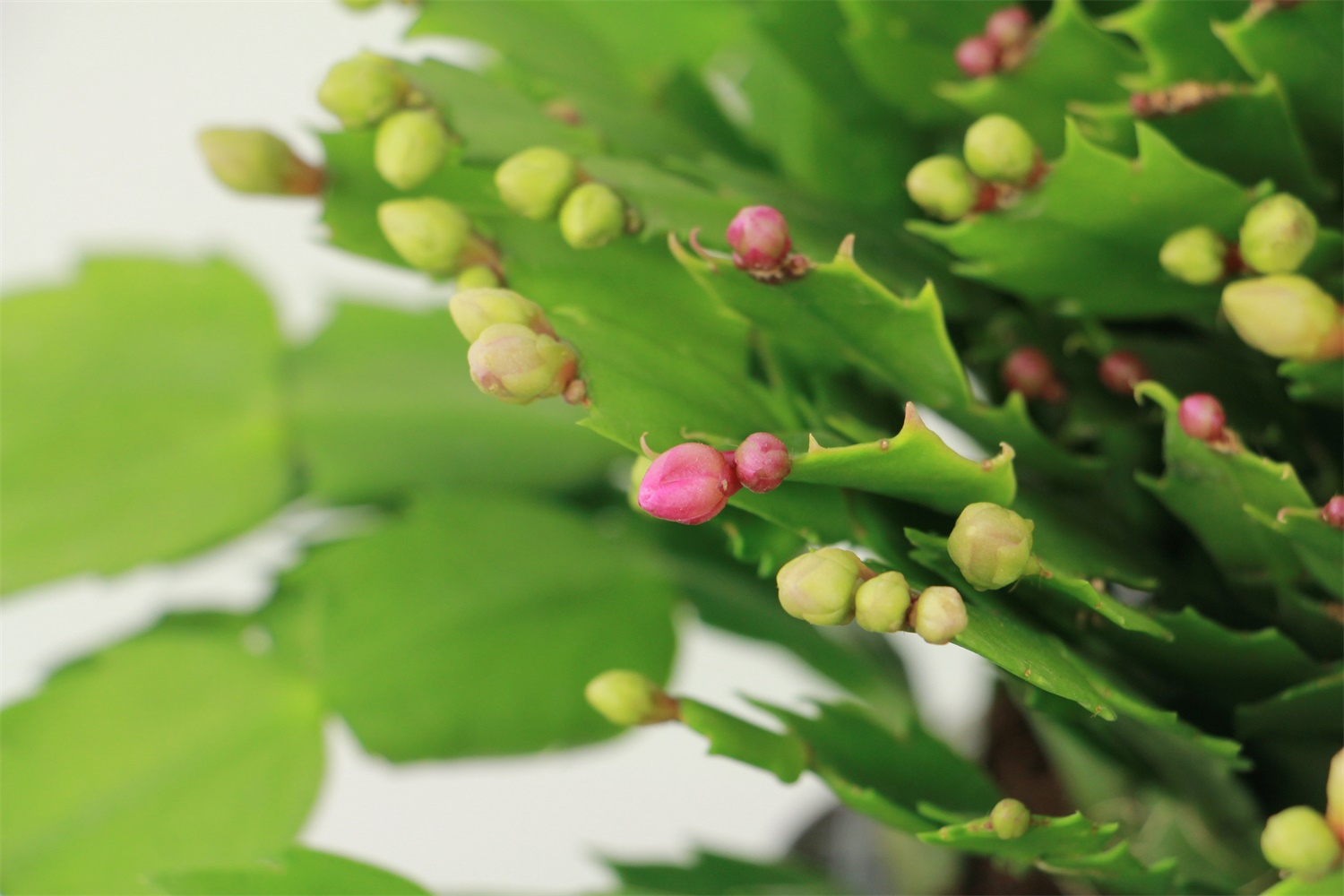 crab cactus