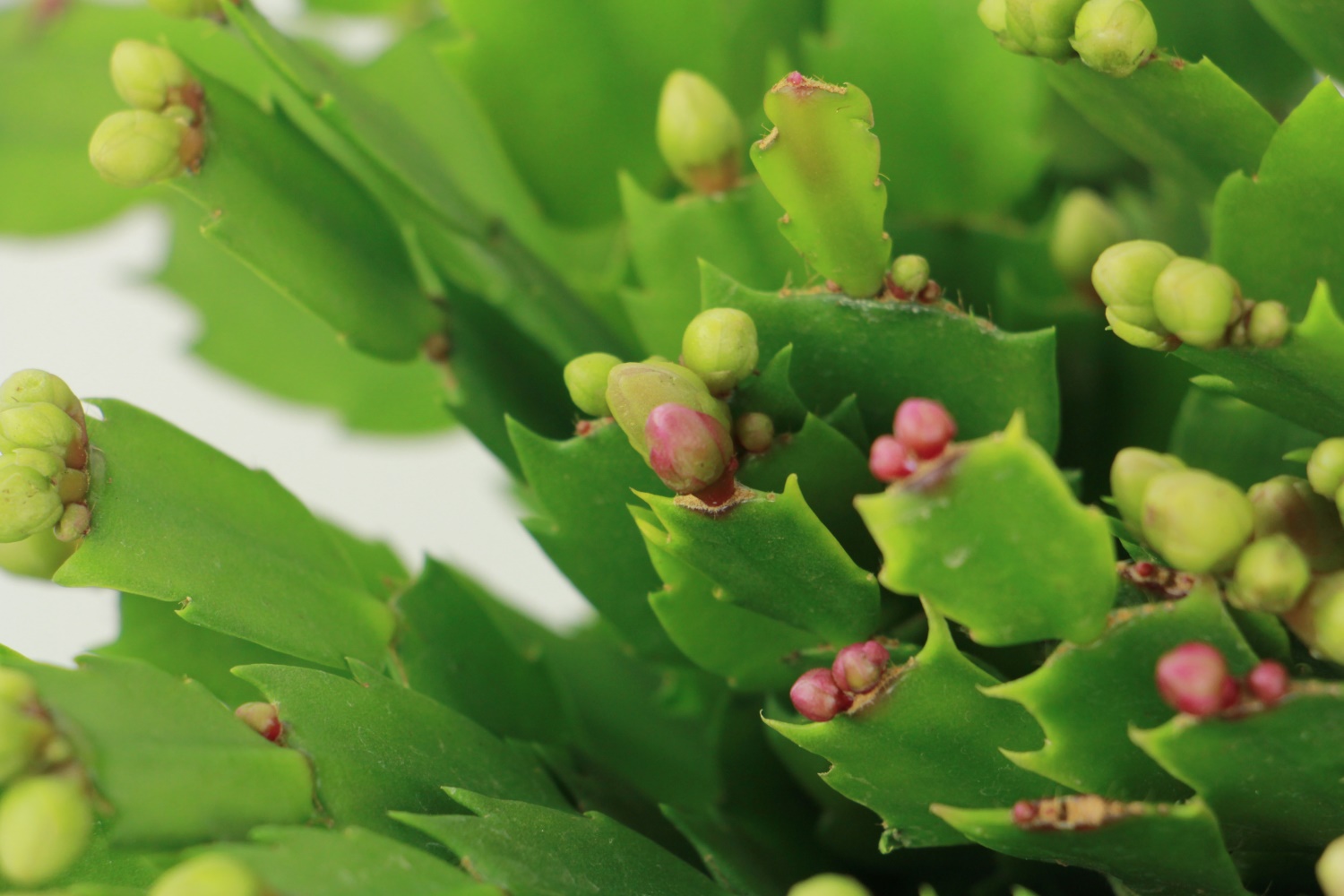 crab cactus