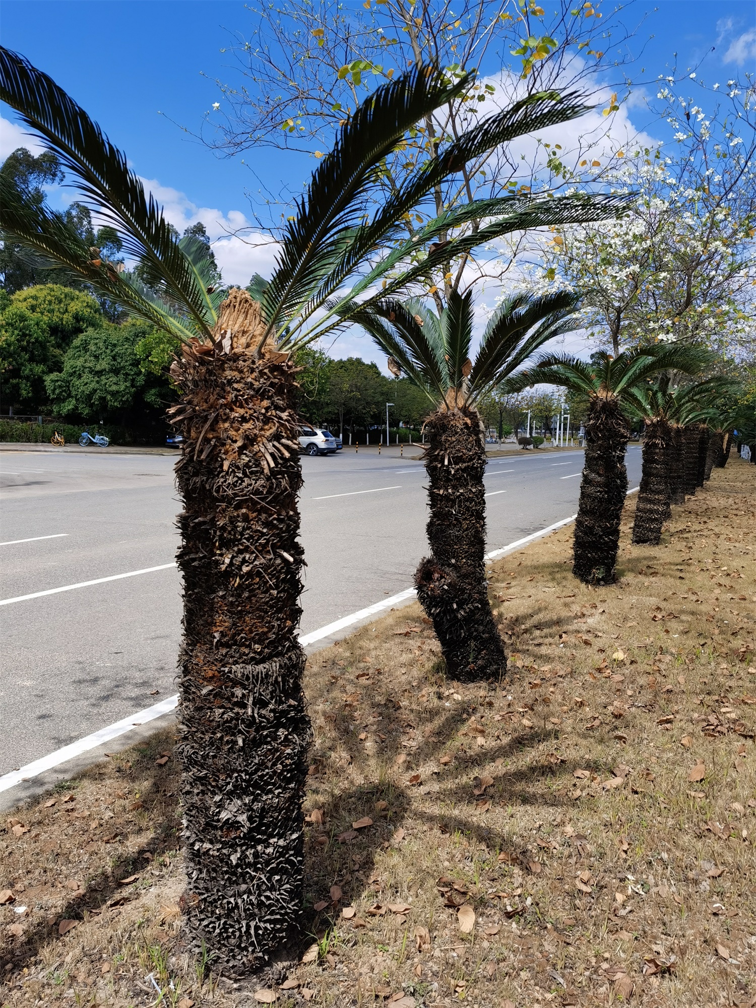 Sago cycas