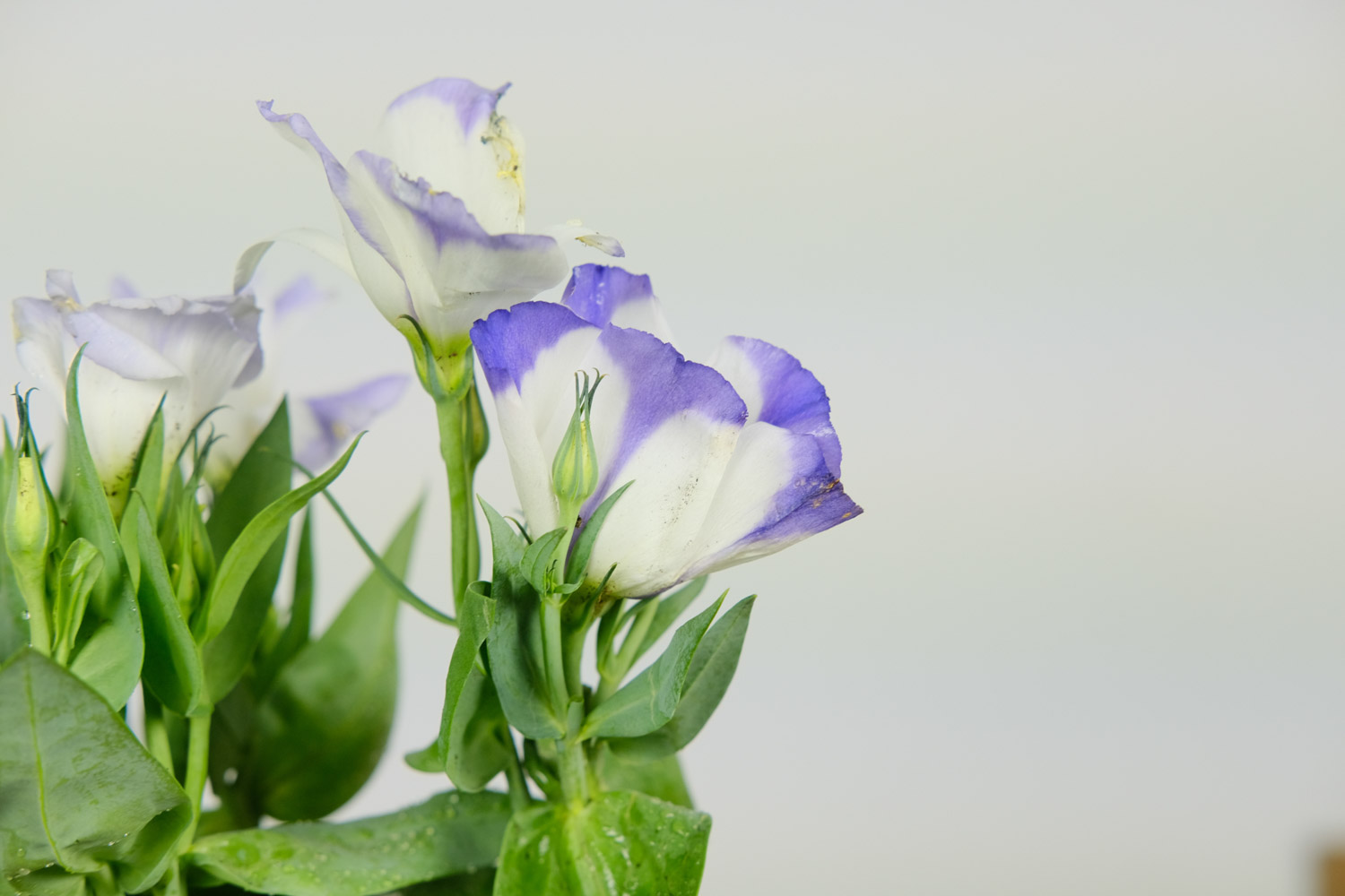 Eustoma grandiflorum