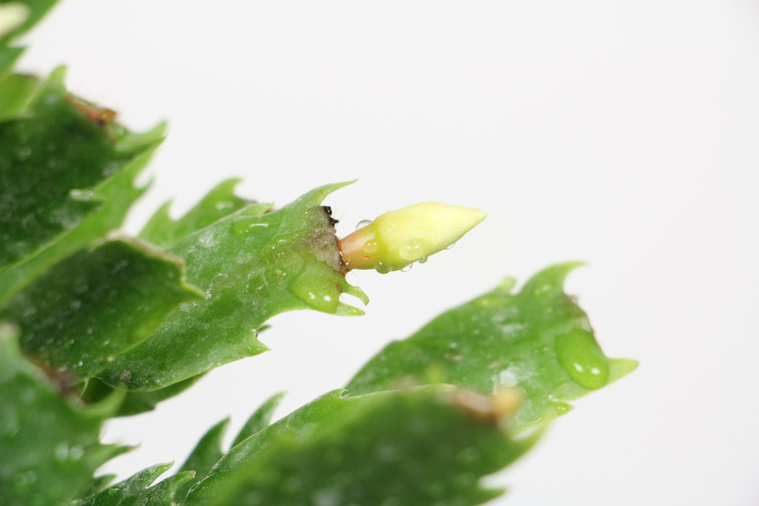 crab cactus