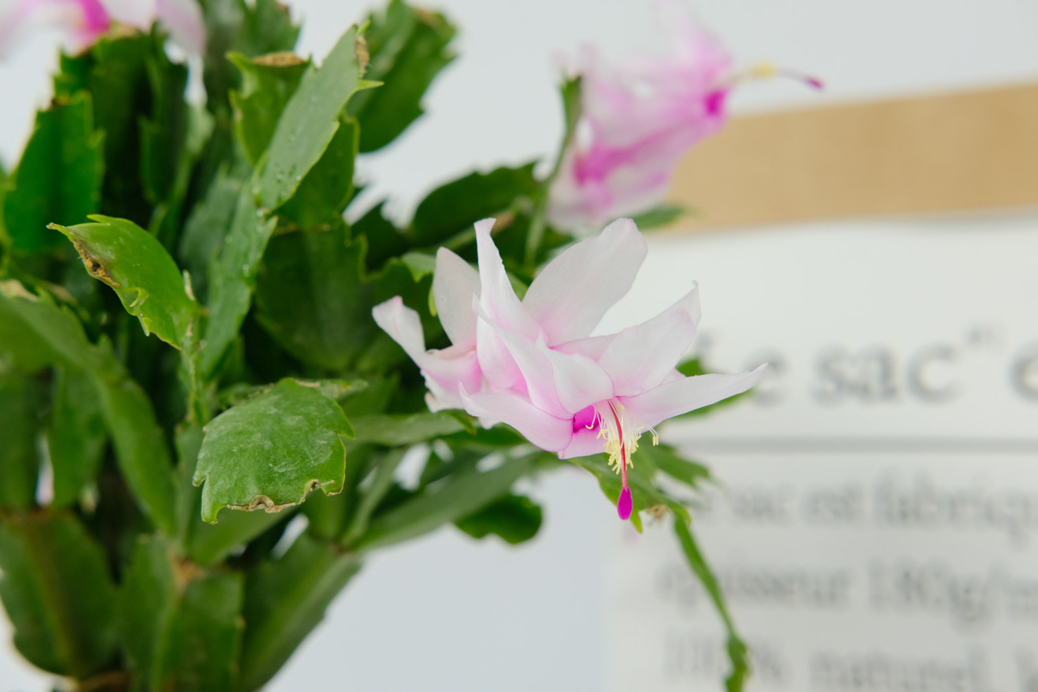 crab cactus