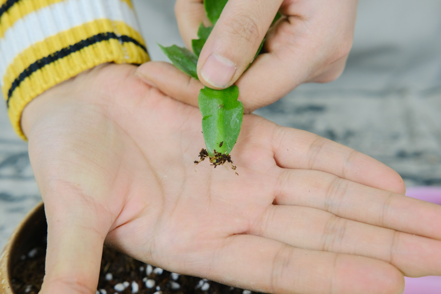 crab cactus