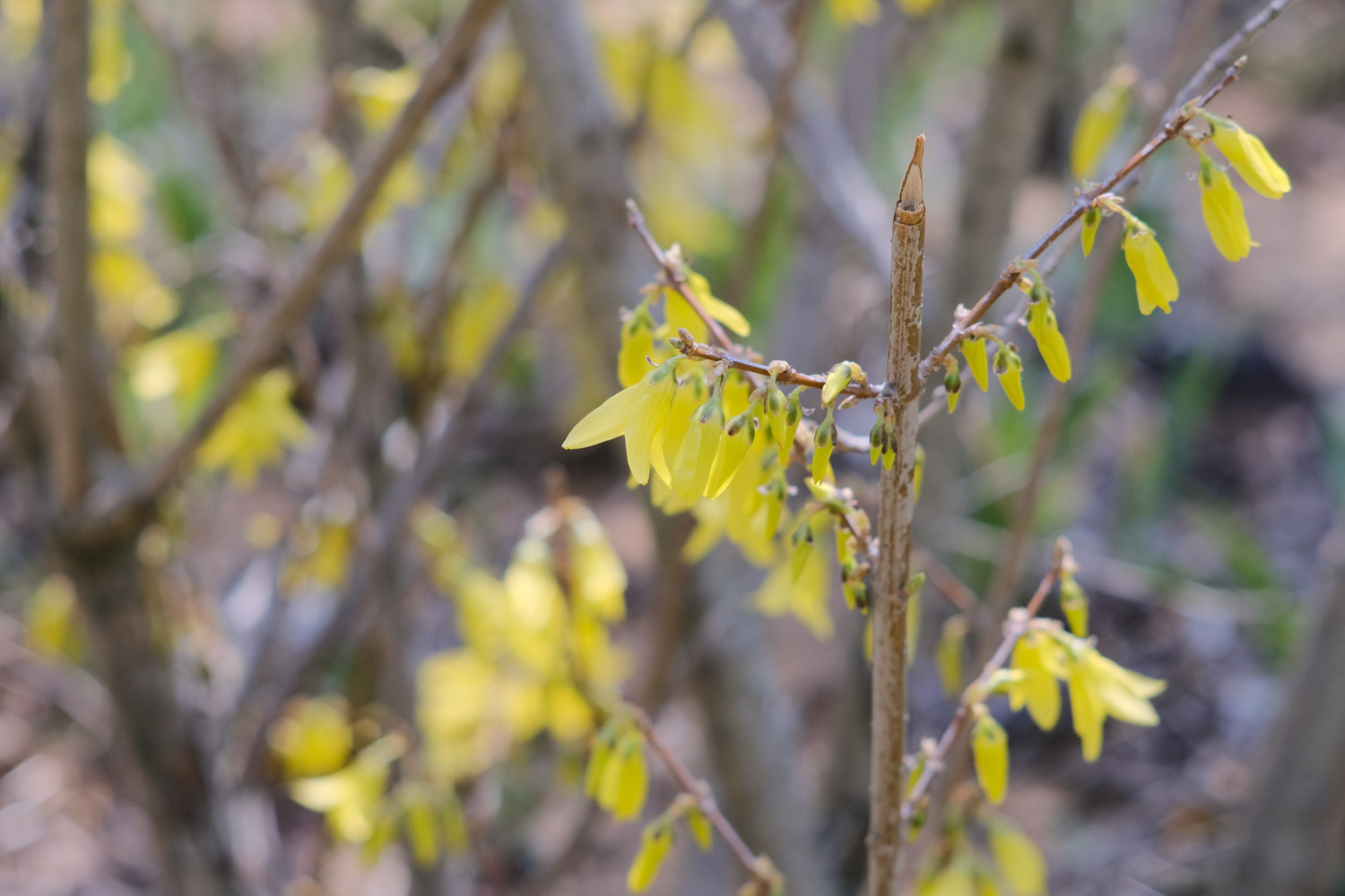 Forsythia suspensa