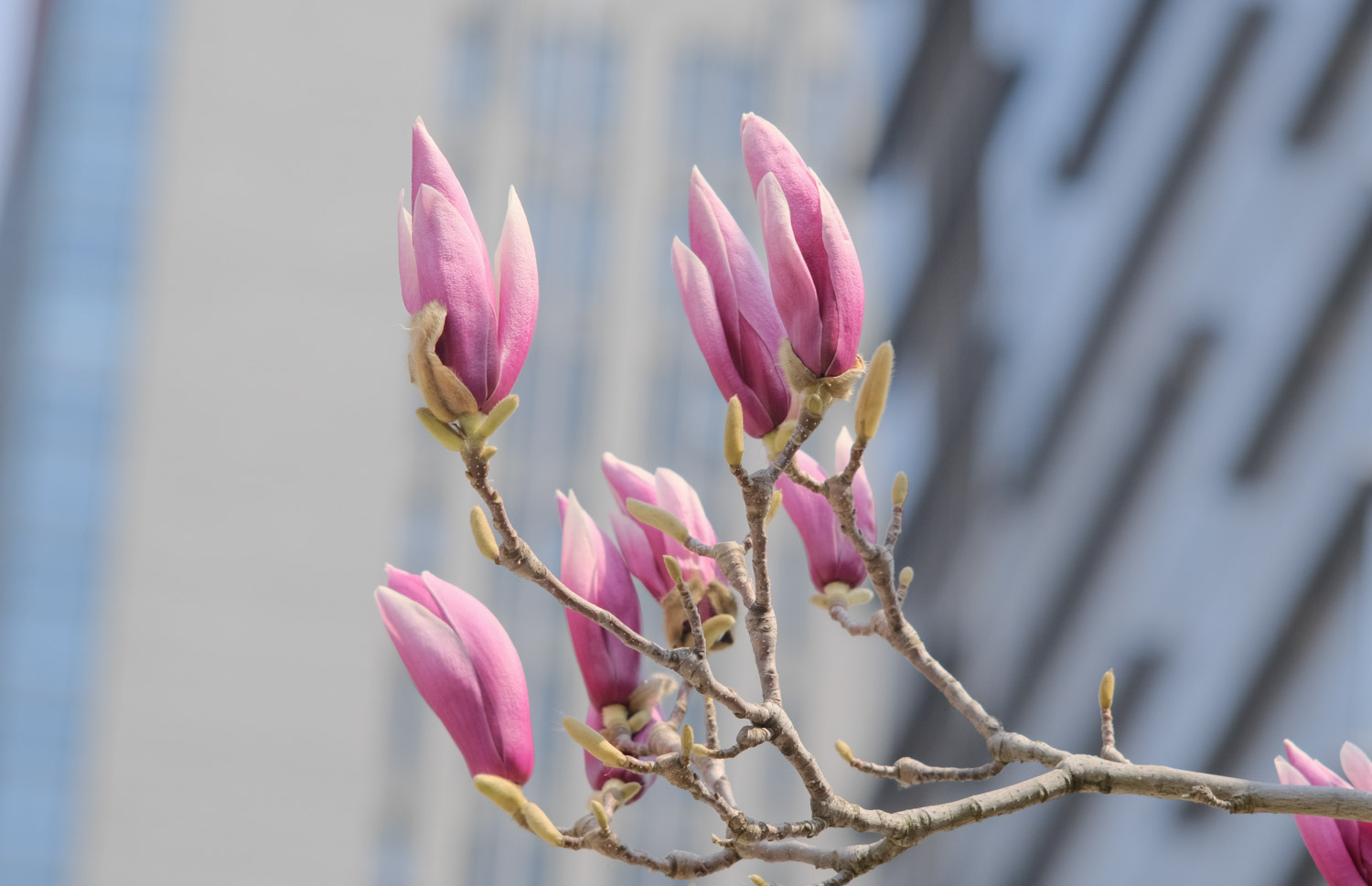 Magnolia liliiflora